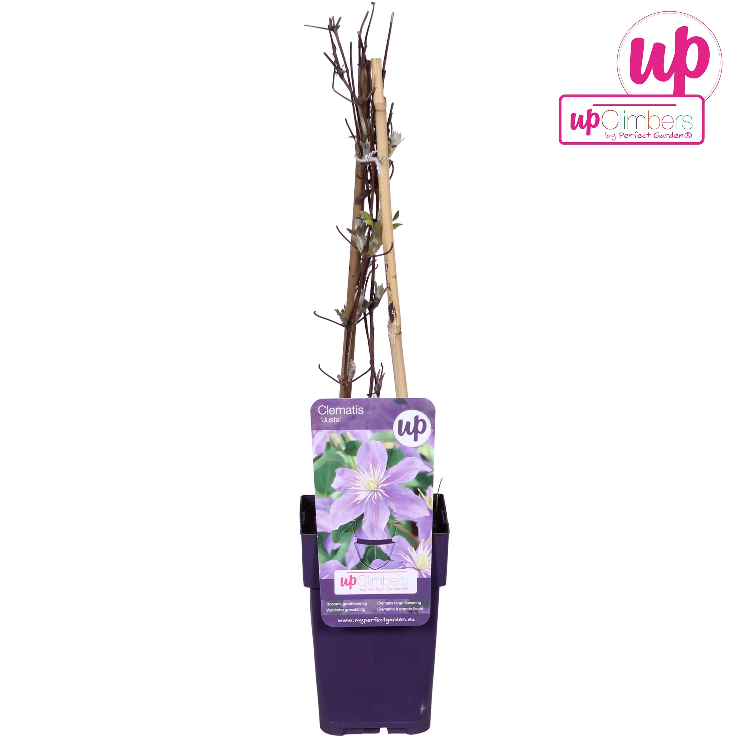Clematite - Clematis 'Justa'