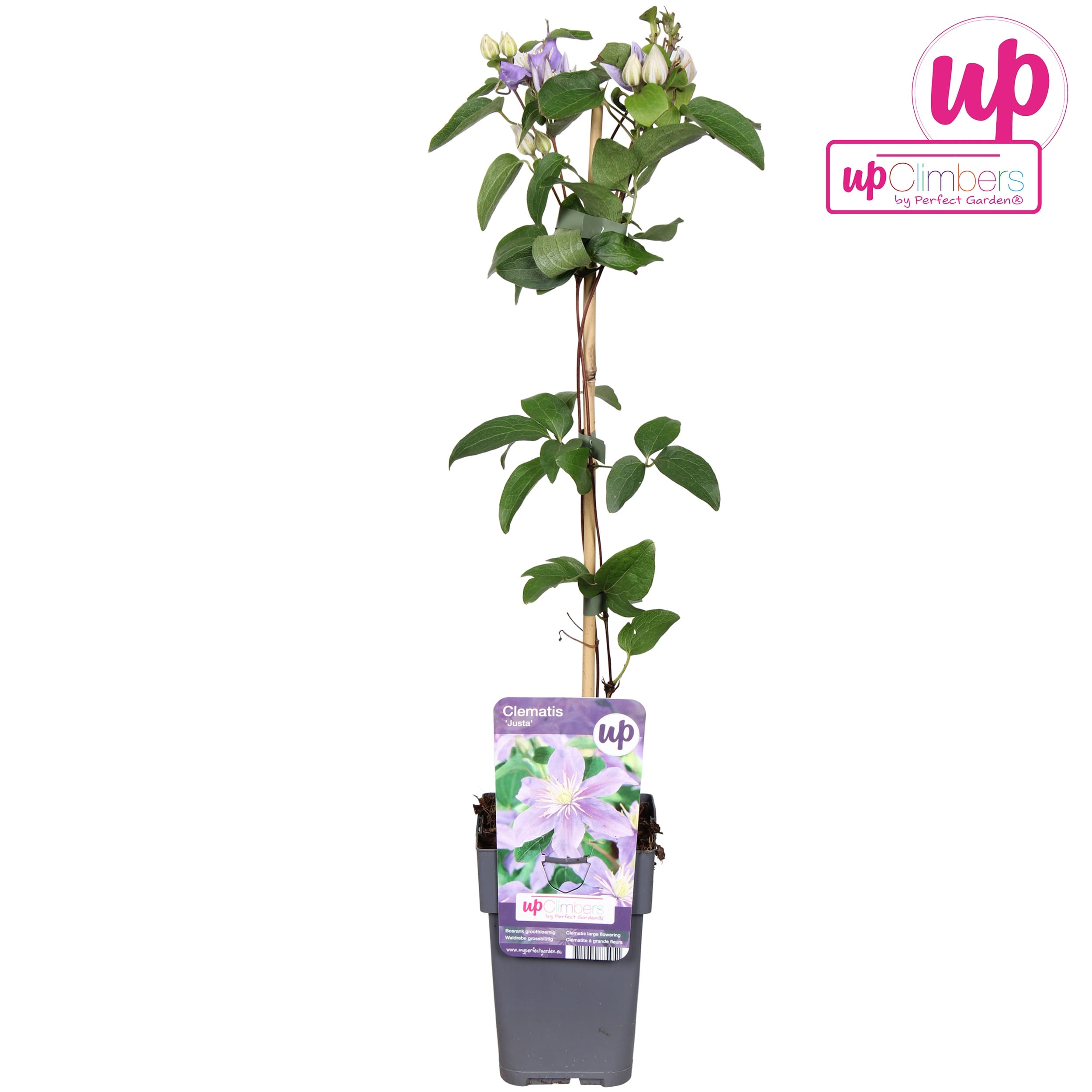 Clematite - Clematis 'Justa'