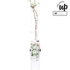 Clematite parfumate - Clematis Montana 'Fenne'® - flori XL