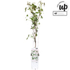 Clematite parfumate - Clematis Montana 'Fenne'® - flori XL