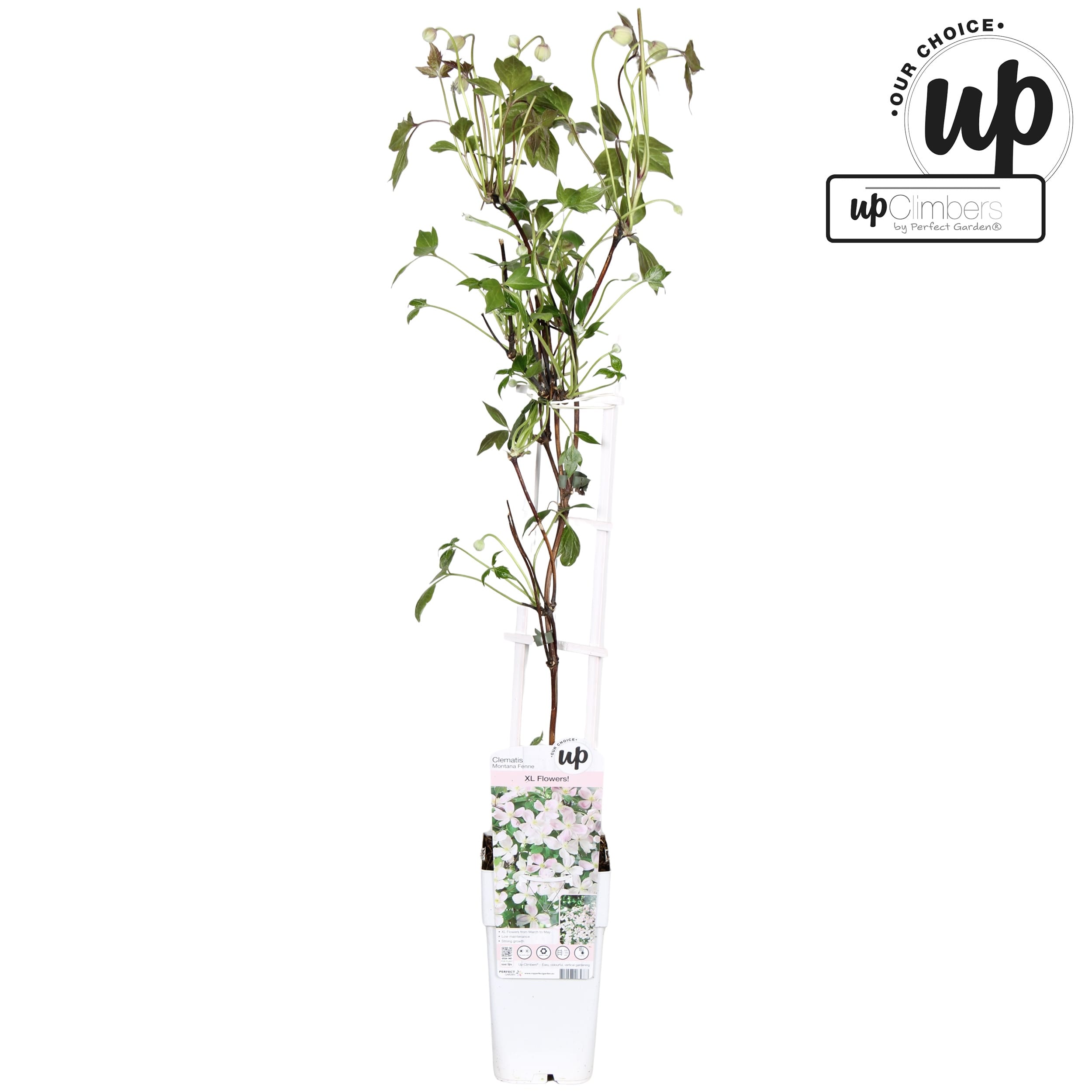 Clematite parfumate - Clematis Montana 'Fenne'® - flori XL