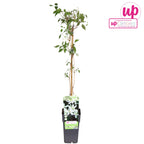 Clematite cu parfum de vanilie - Clematis montana var. grandiflora