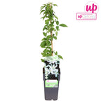 Clematite cu parfum de vanilie - Clematis montana var. grandiflora