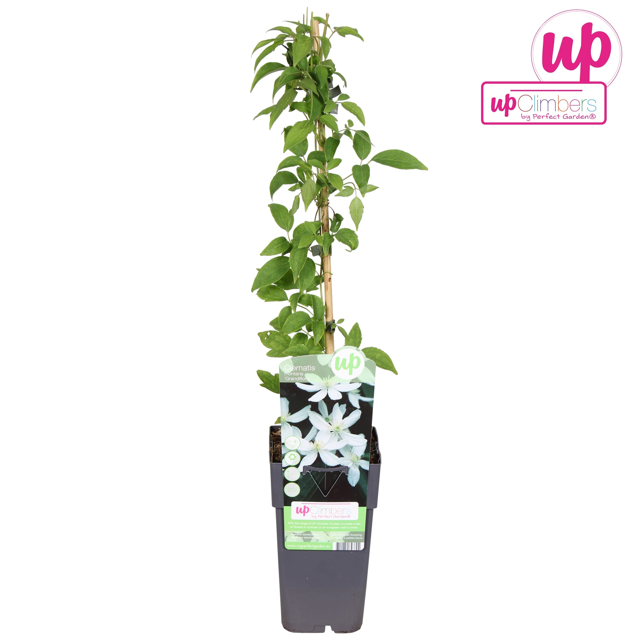 Clematite cu parfum de vanilie - Clematis montana var. grandiflora