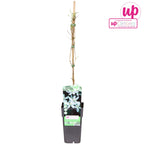 Clematite cu parfum de vanilie - Clematis montana var. grandiflora