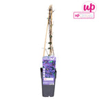 Clematite spectaculoase - Clematis 'Mrs. Norman Thompson' (Early Large-flowered Group)