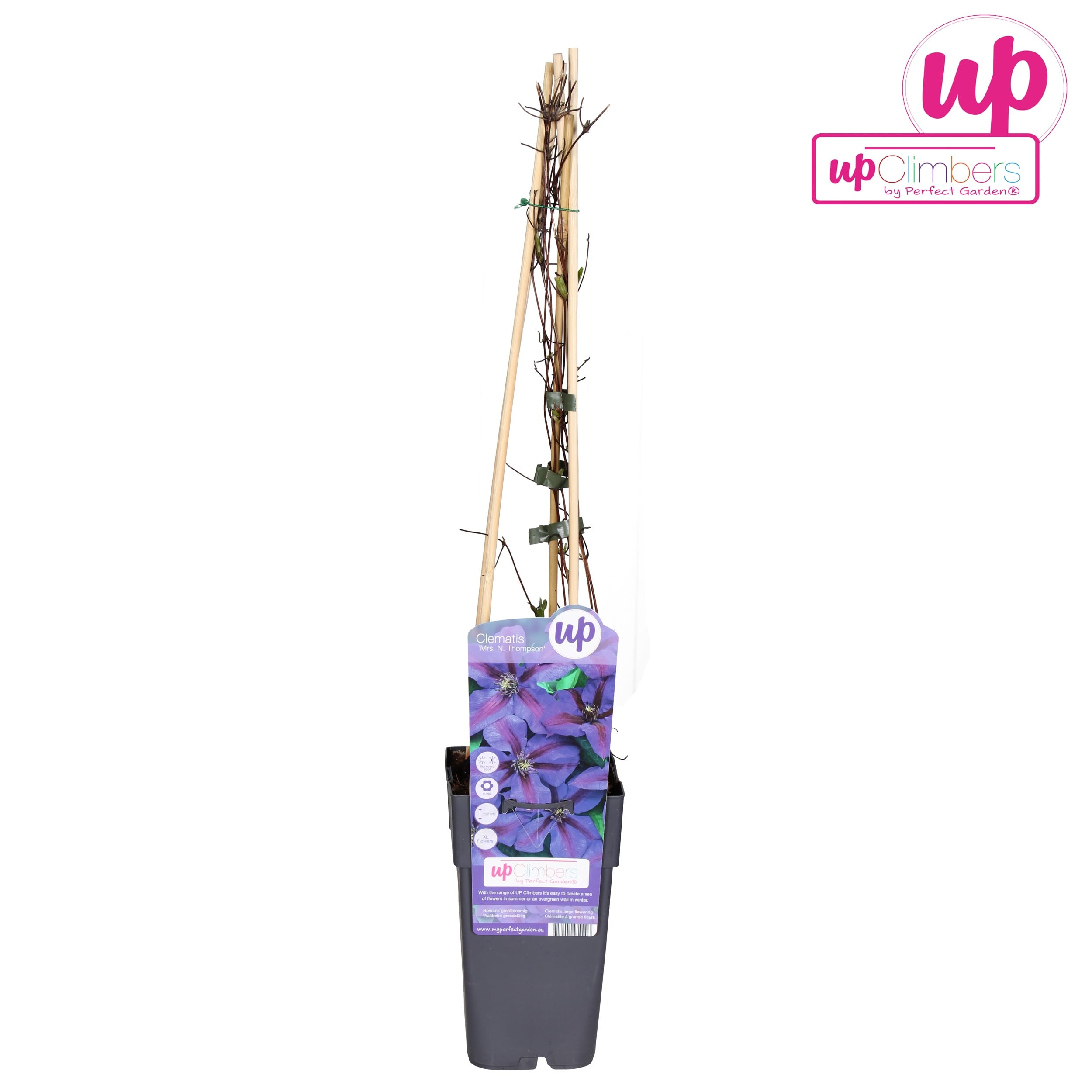 Clematite spectaculoase - Clematis 'Mrs. Norman Thompson' (Early Large-flowered Group)