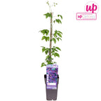 Clematite spectaculoase - Clematis 'Mrs. Norman Thompson' (Early Large-flowered Group)