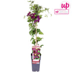 Prisbelönt klematis med rik blomning - Clematis 'Niobe' (Sen storblommig grupp)