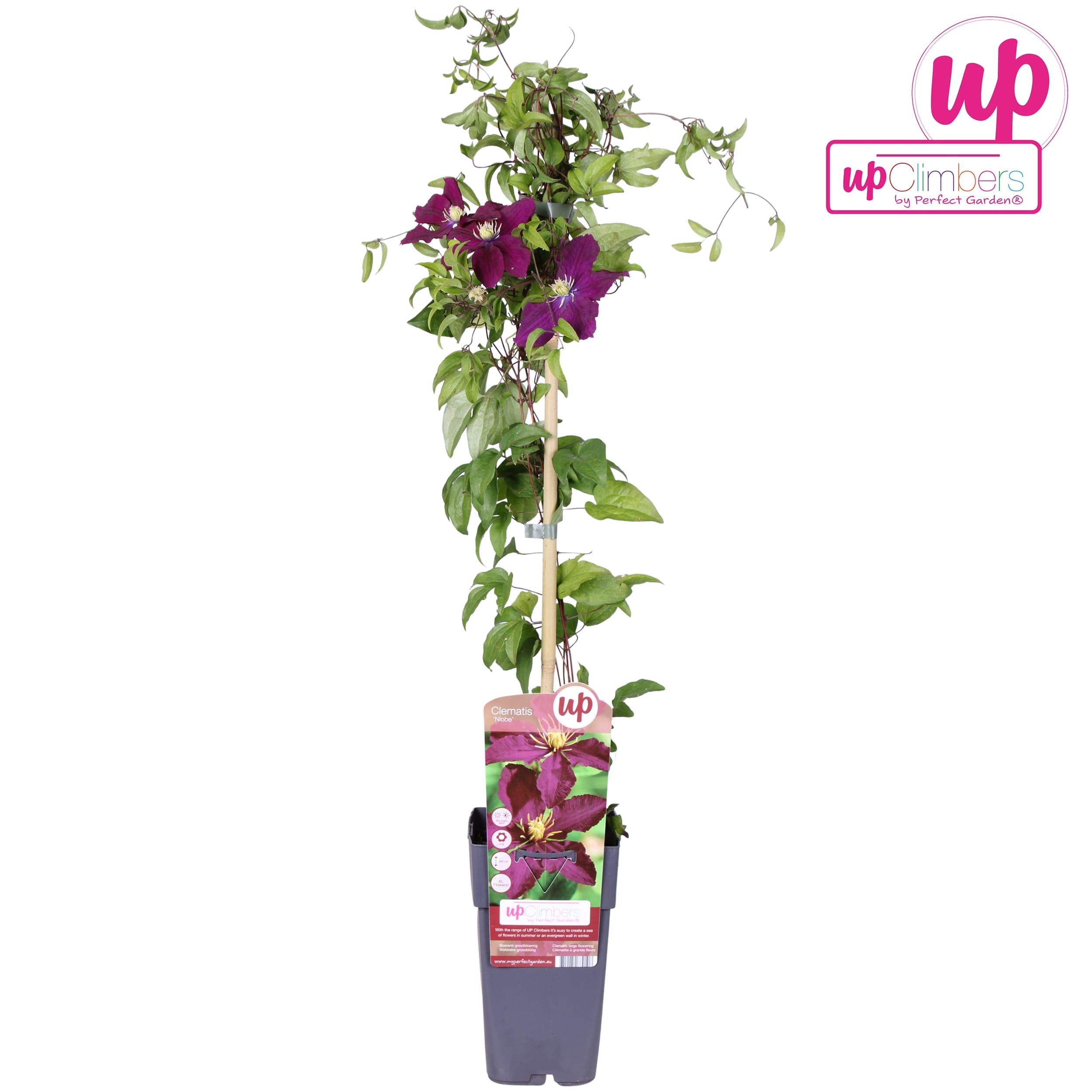 Clematite premiate cu inflorire abundenta - Clematis 'Niobe' (Late Large-flowered Group)