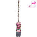 Prisbelönt klematis med rik blomning - Clematis 'Niobe' (Sen storblommig grupp)