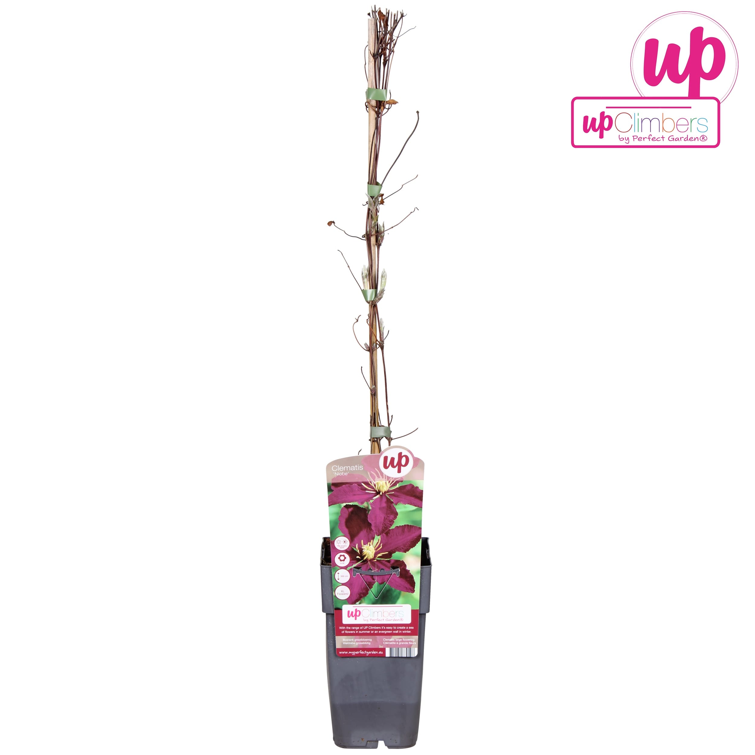 Clematite premiate cu inflorire abundenta - Clematis 'Niobe' (Late Large-flowered Group)