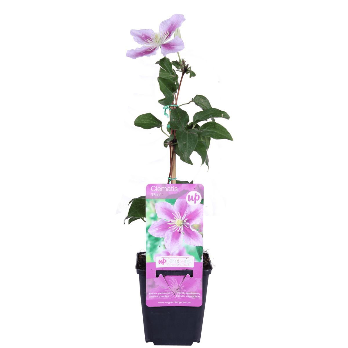 Clematite - Clematis 'Piilu' (Early Large-flowered Group)