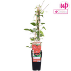 Клематис - Clematis 'Rouge Cardinal' (Късна група с големи цветове)