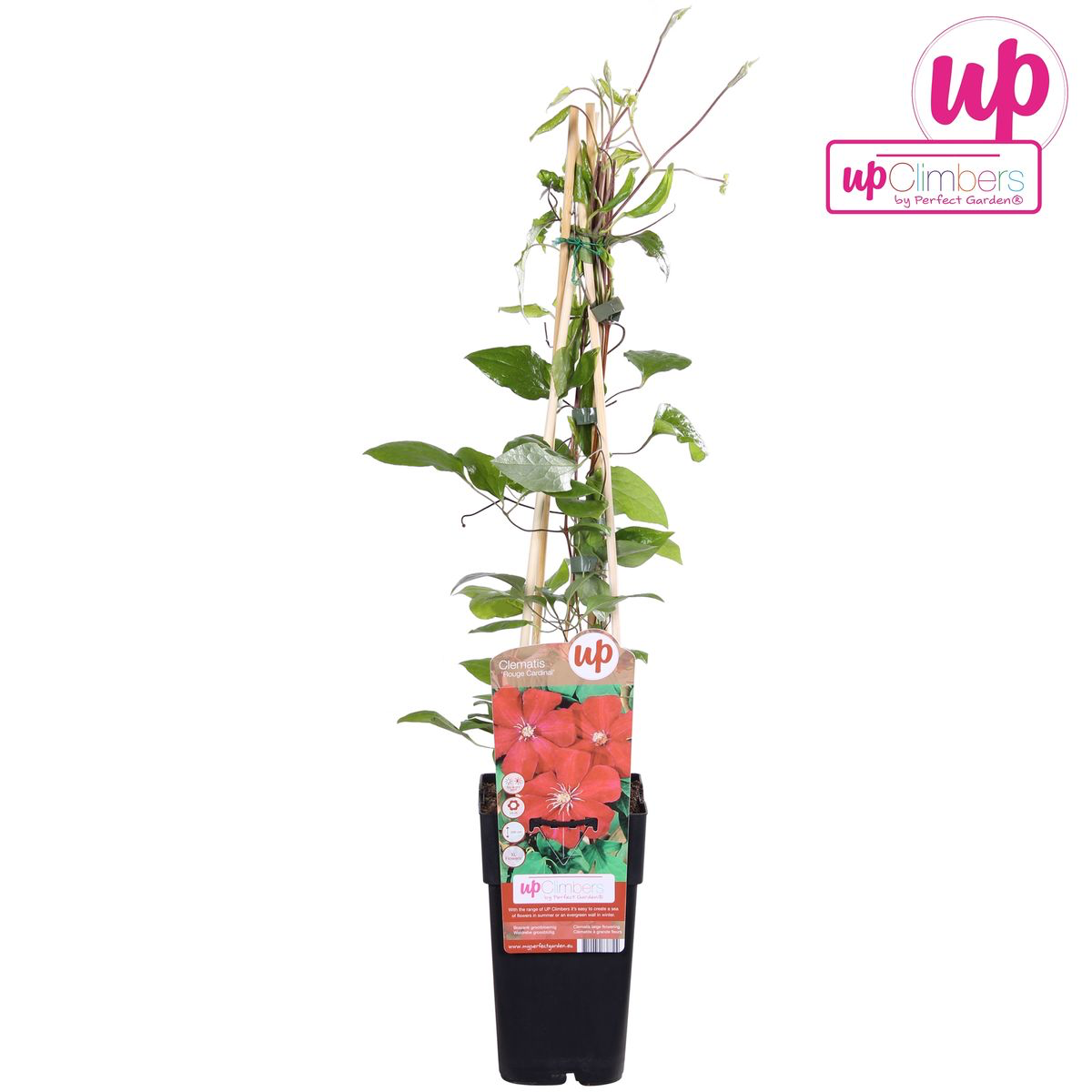 Clematite - Clematis 'Rouge Cardinal' (Late Large-flowered Group)