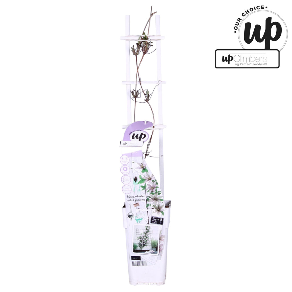 Powojnik o dużych kwiatach - Clematis 'Samaritan Jo' (Evipo018) (Grupa późnych dużokwiatowych)