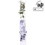 Clematis 'Tranquilite' (Evipo111) mit XL-Blüte