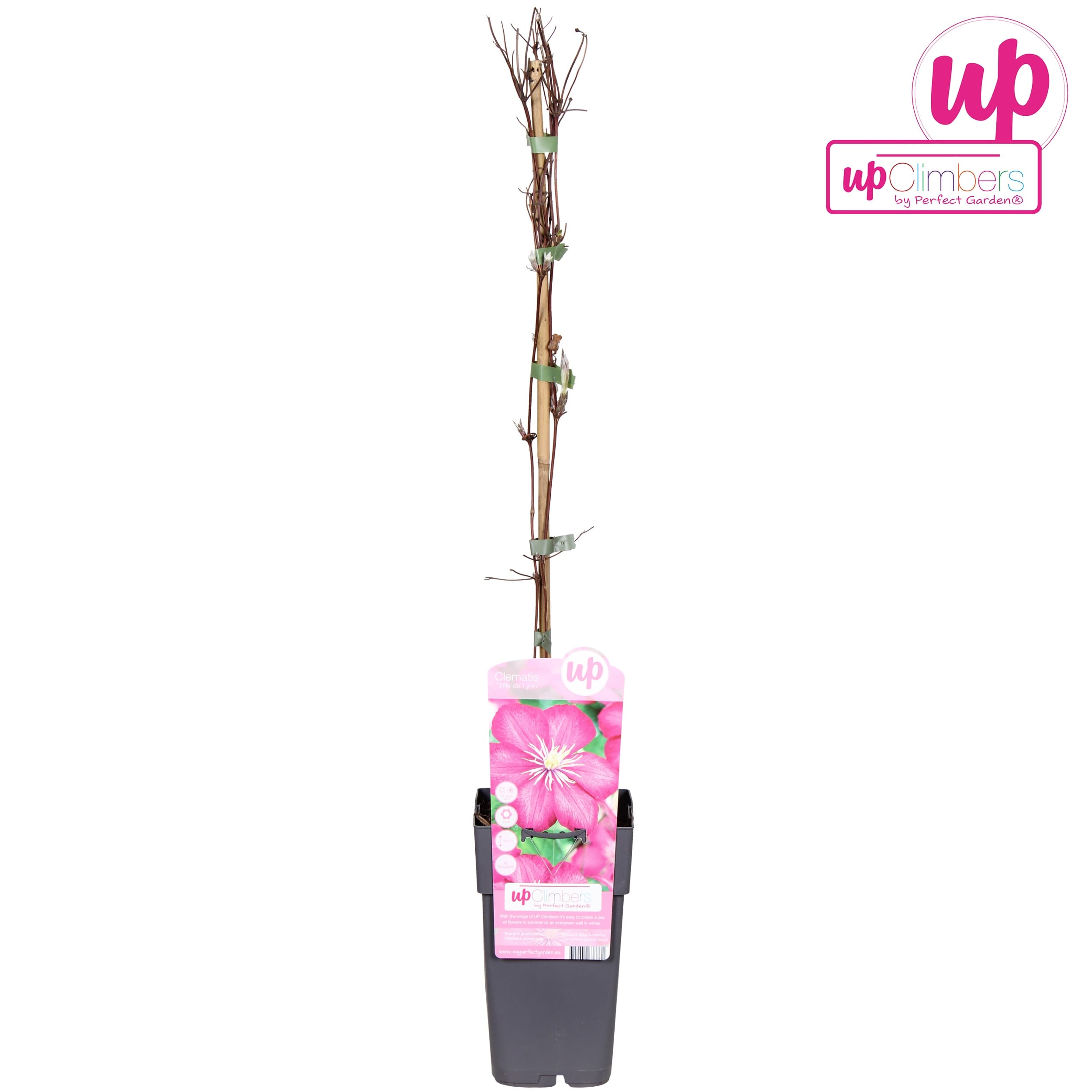 Clematite - Clematis 'Ville de Lyon' (Late Large-flowered Group)