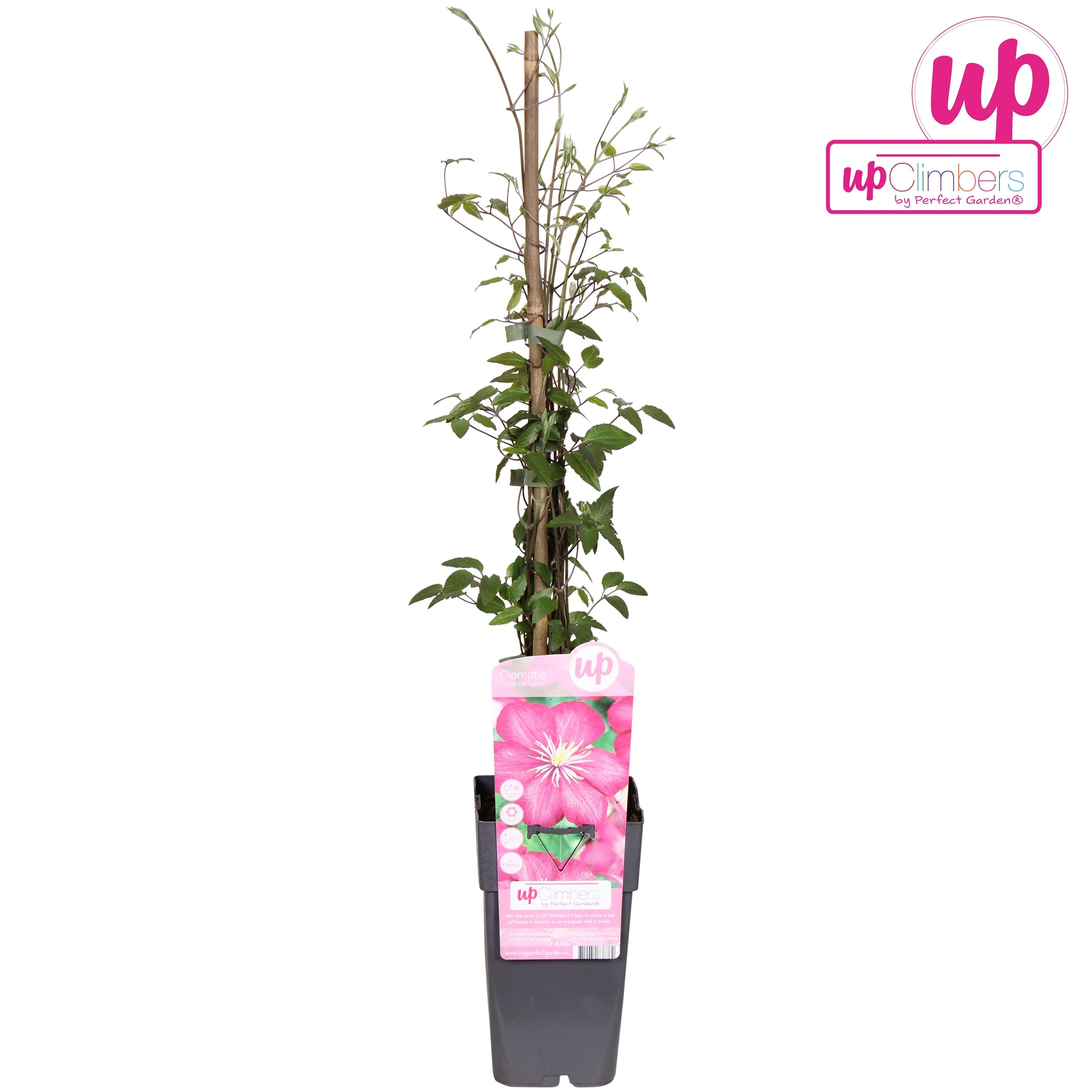 Clematite - Clematis 'Ville de Lyon' (Late Large-flowered Group)