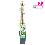 Clematis vitalba (Barba Batranului)