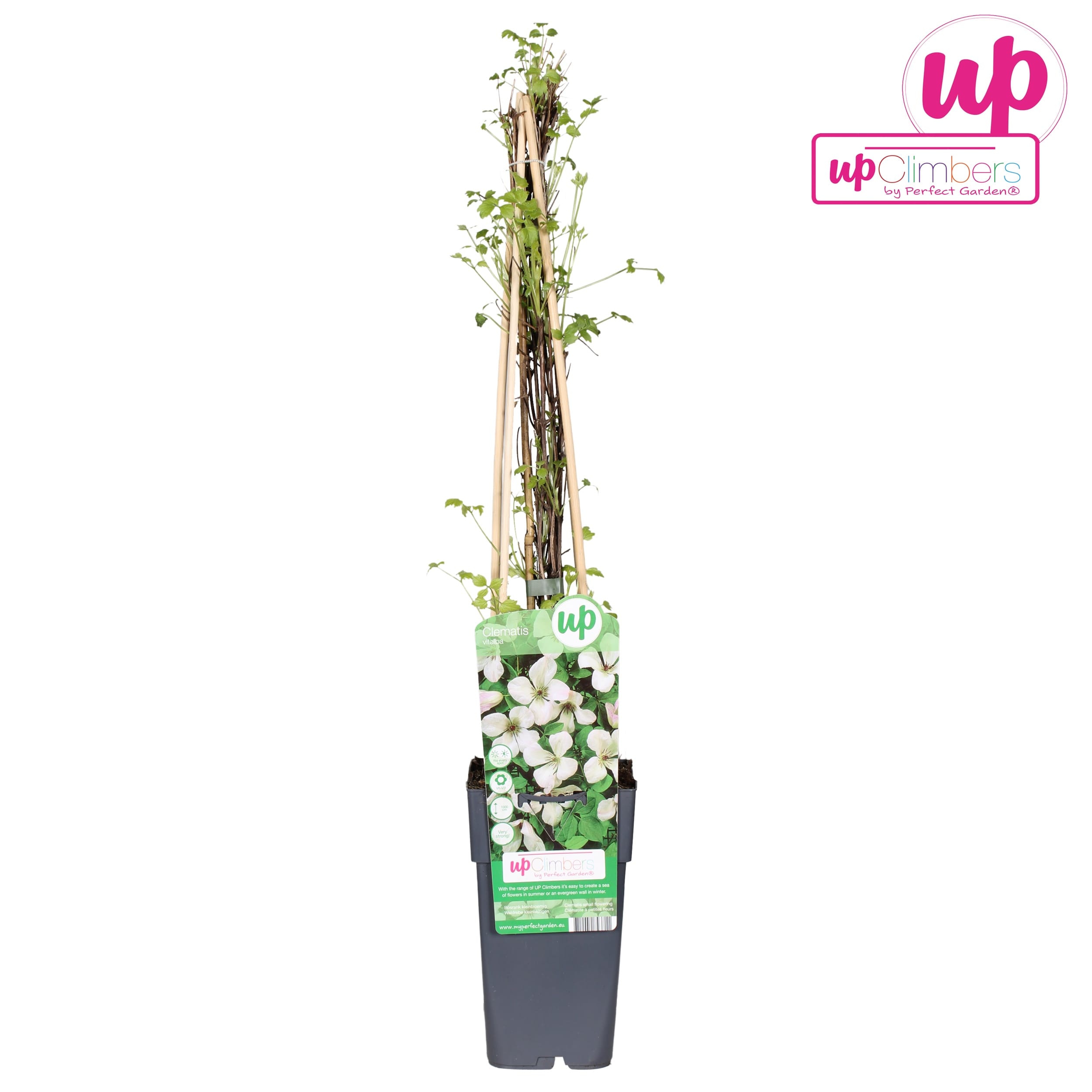 Clematis vitalba (Barba Batranului)