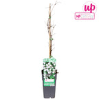 Clematis vitalba (Barba Batranului)