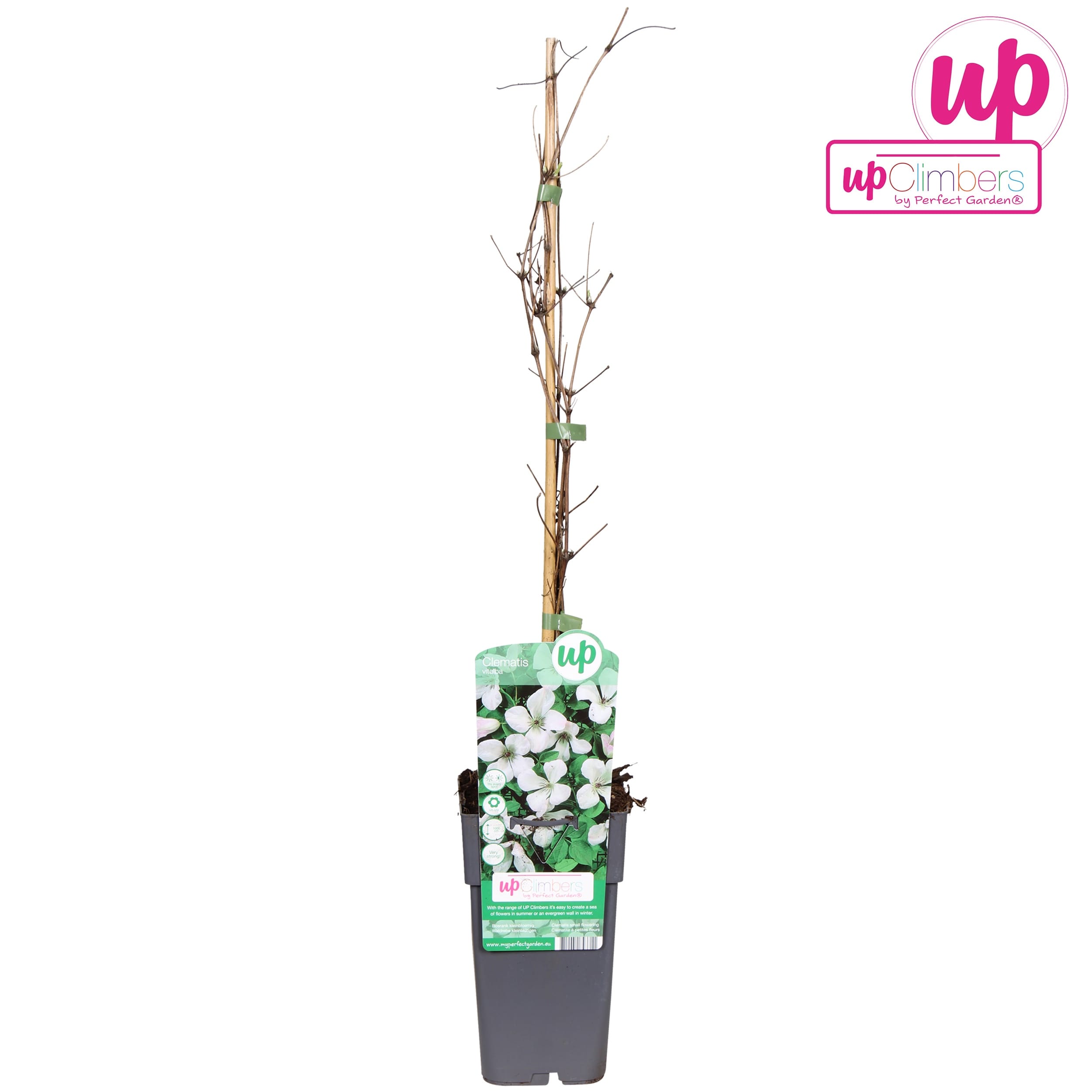 Clematis vitalba (Barba Batranului)