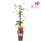 Clematite - Clematis Westerplatte (Early Large-flowered Group)