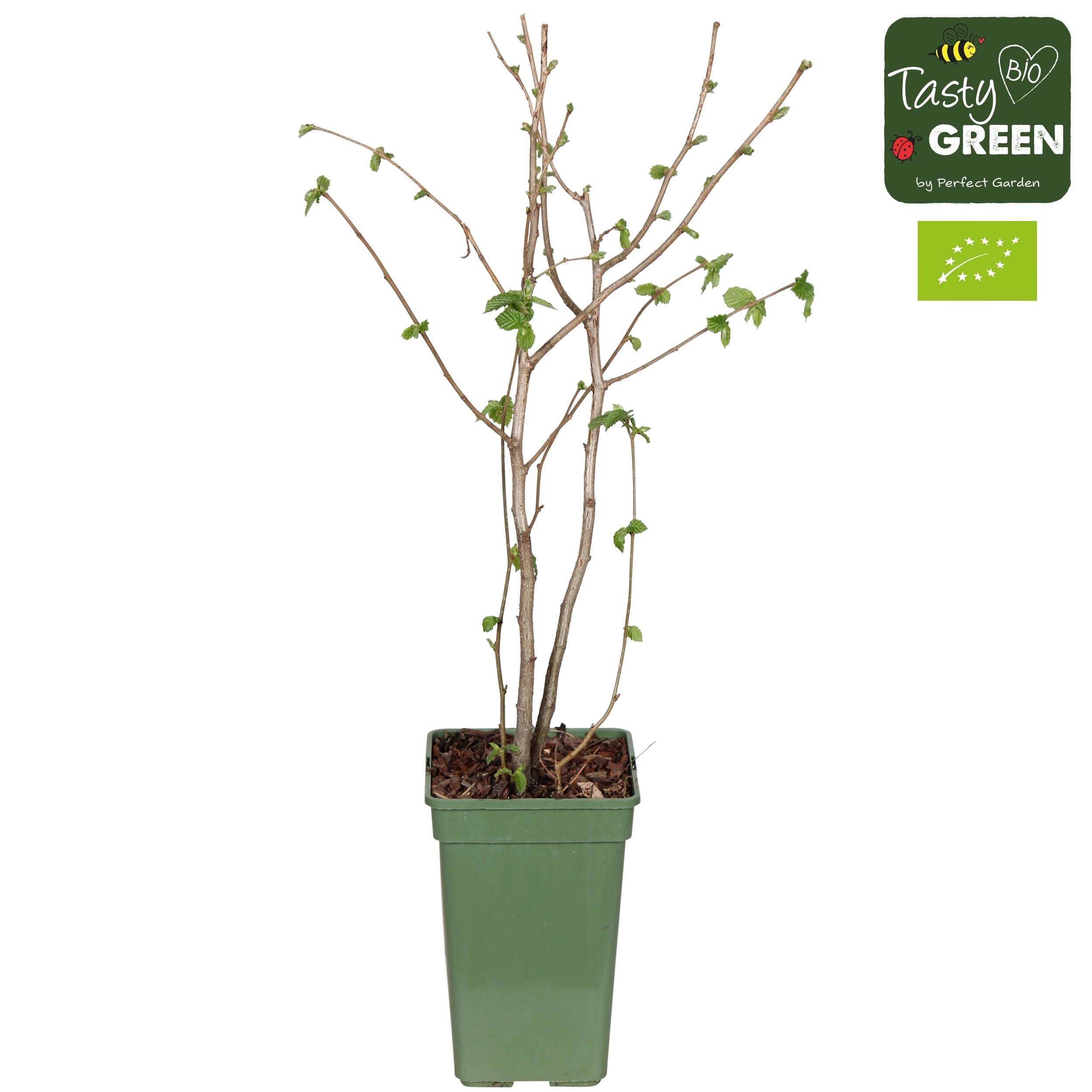 Corylus avellana 'Rode Zellernoot' (Purple Hazel)