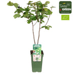Corylus avellana 'Rode Zellernoot' (Purple Hazel)