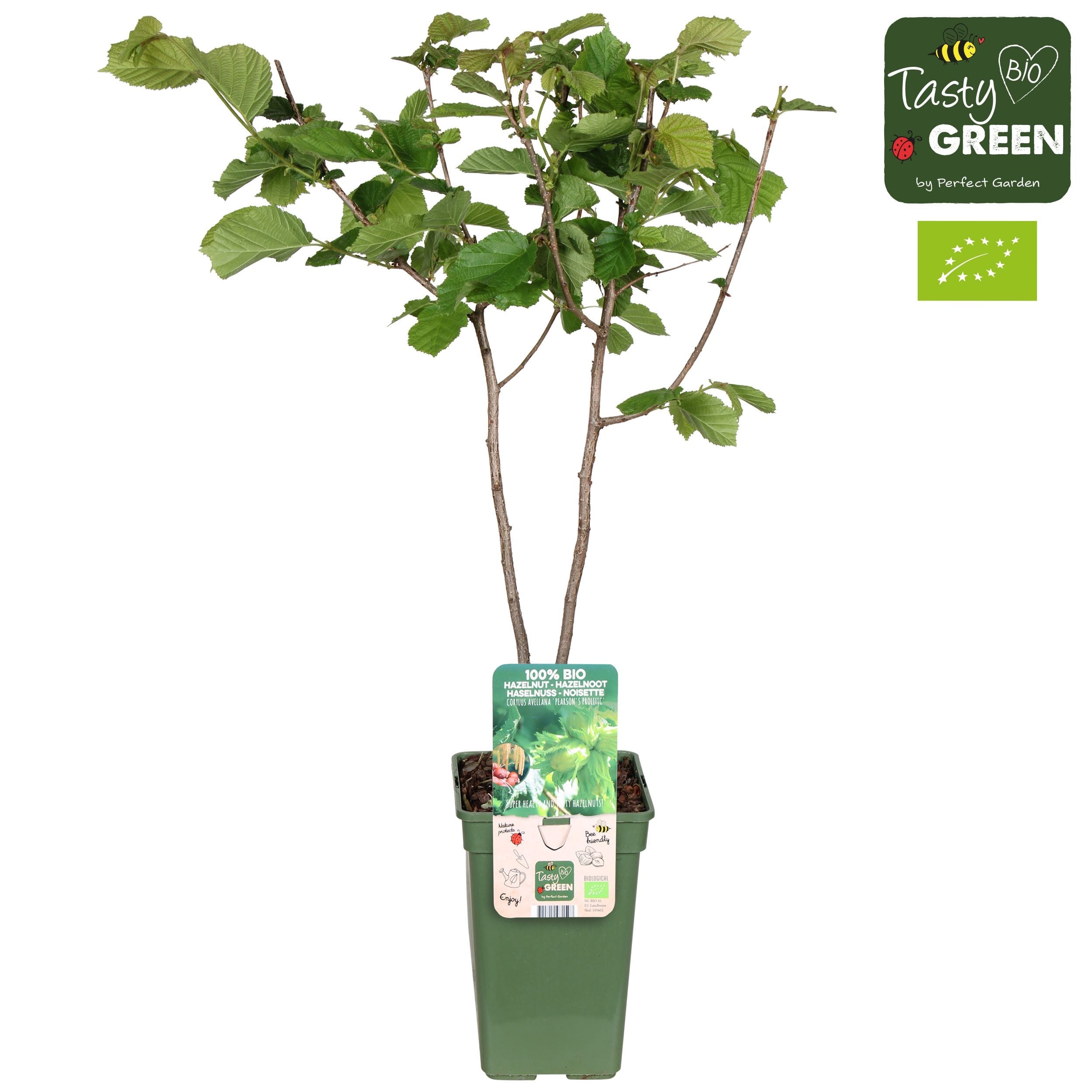 Corylus avellana 'Rode Zellernoot' (Purple Hazel)