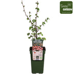 Corylus avellana 'Rode Zellernoot' (Purple Hazel)