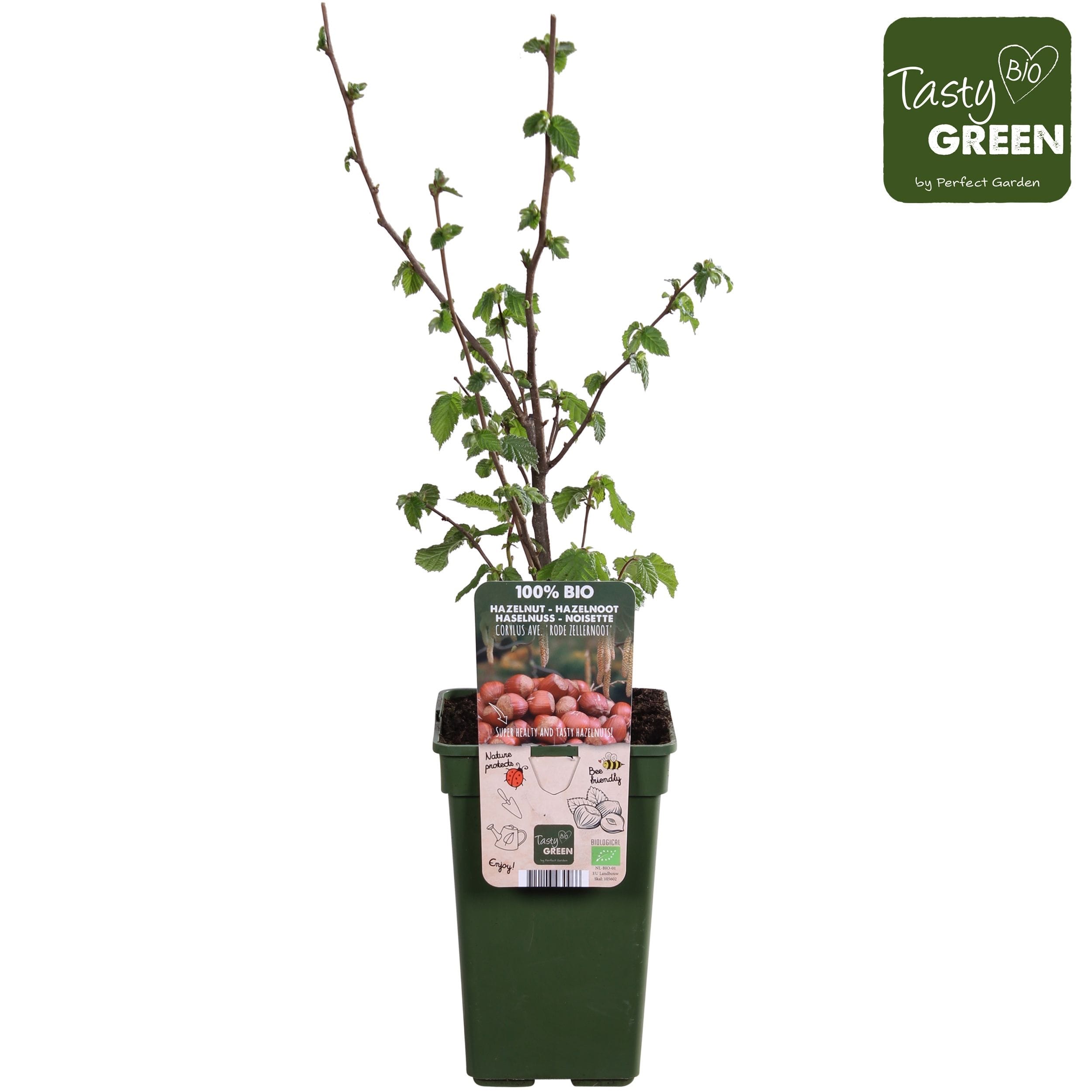 Corylus avellana 'Rode Zellernoot' (Purple Hazel)