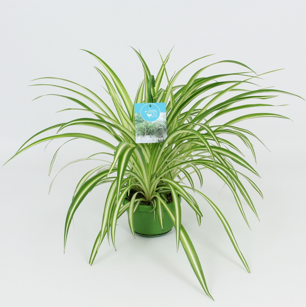 Chlorophytum comosum 'Vittatum' (Variegated Spider Plant) - exemplare XL