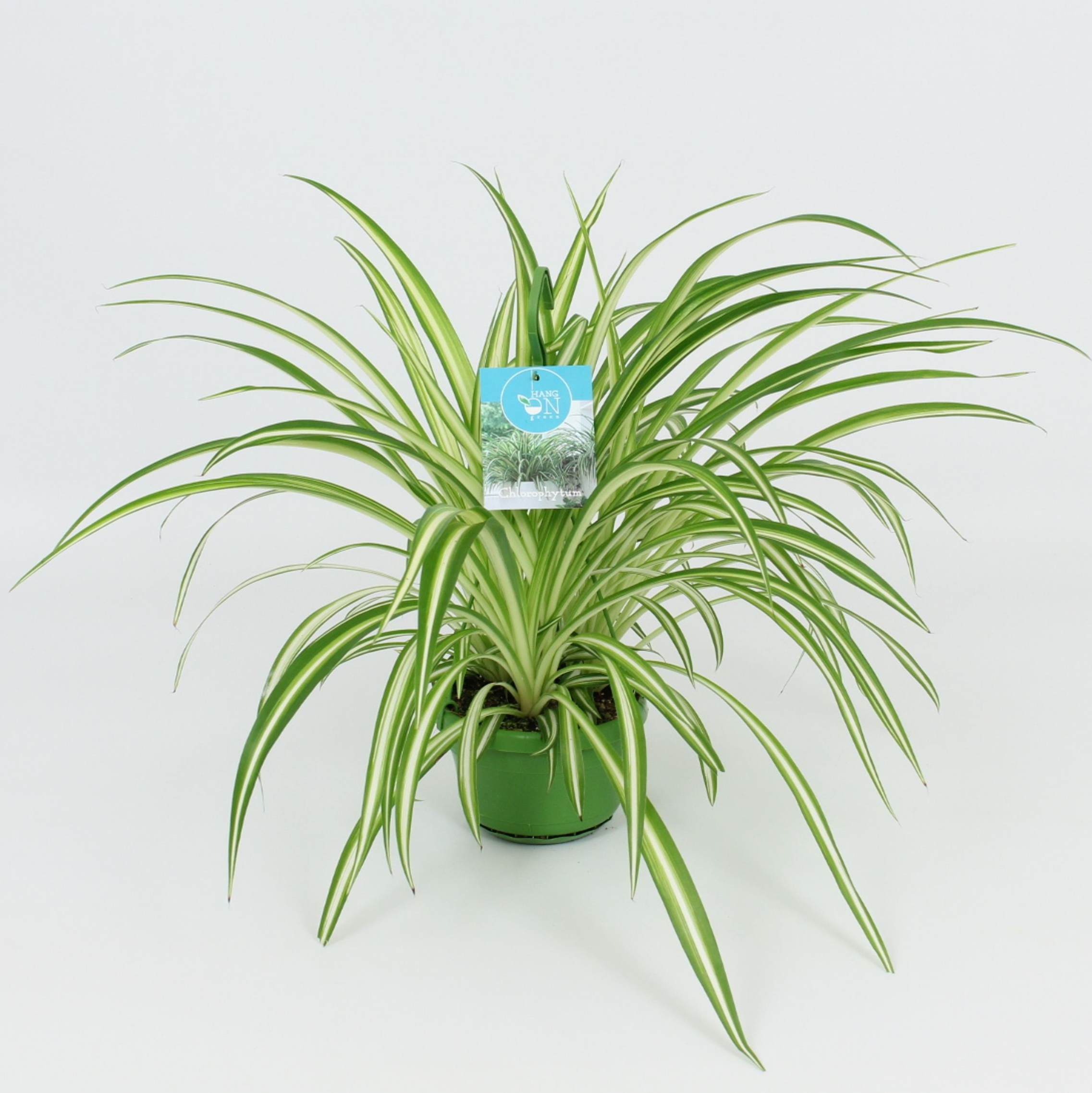 Chlorophytum comosum 'Vittatum' (Variegated Spider Plant) - exemplare XL