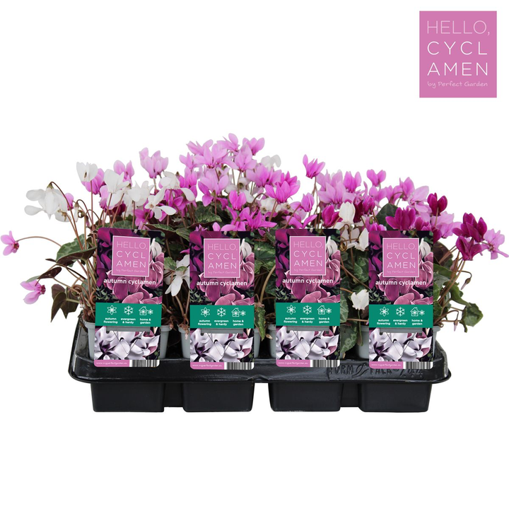 Cyclamen hederifolium