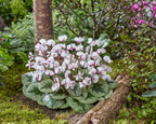 Cyclamen coum ‘White Xmas blad’
