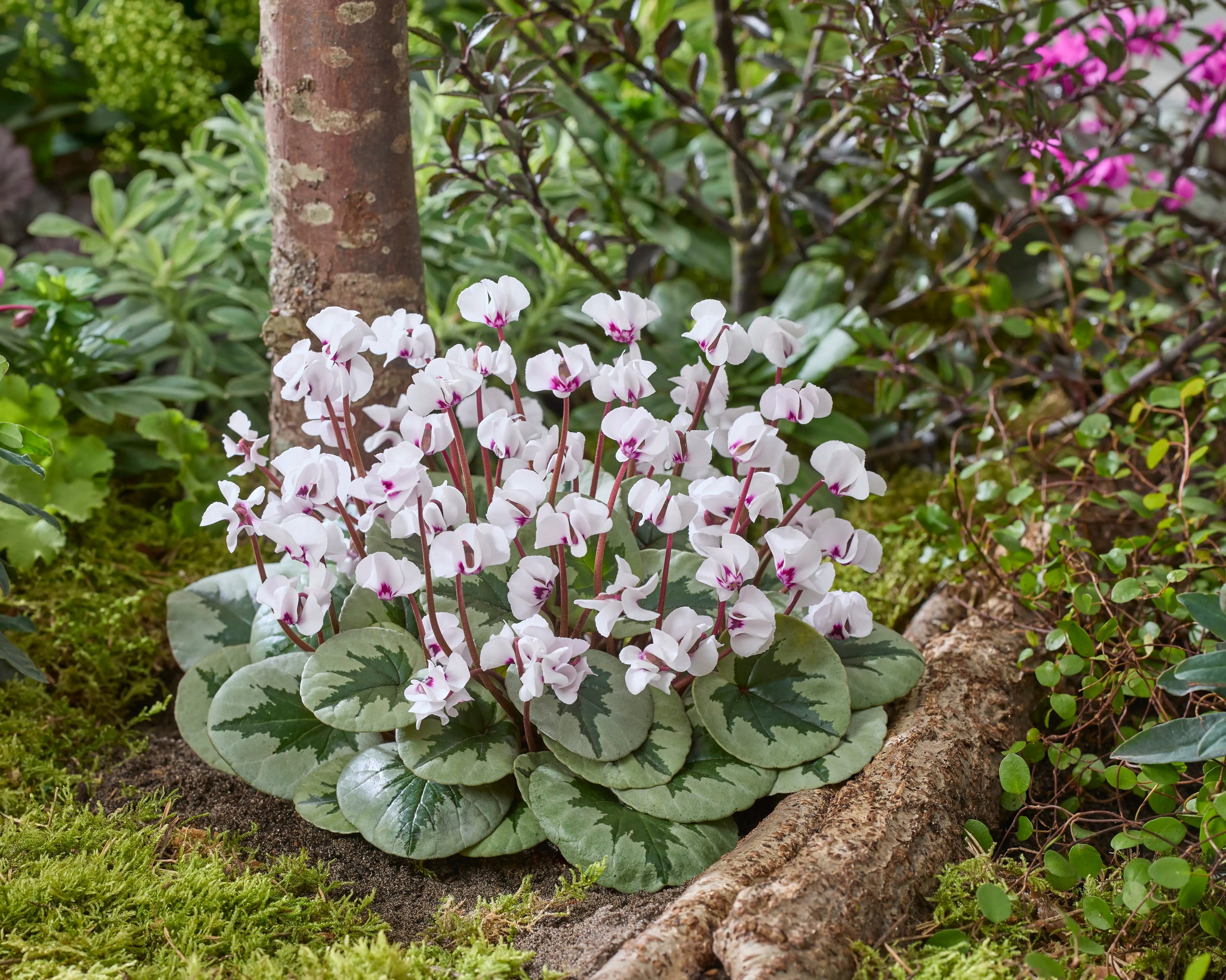 Cyclamen coum ‘White Xmas leaf’