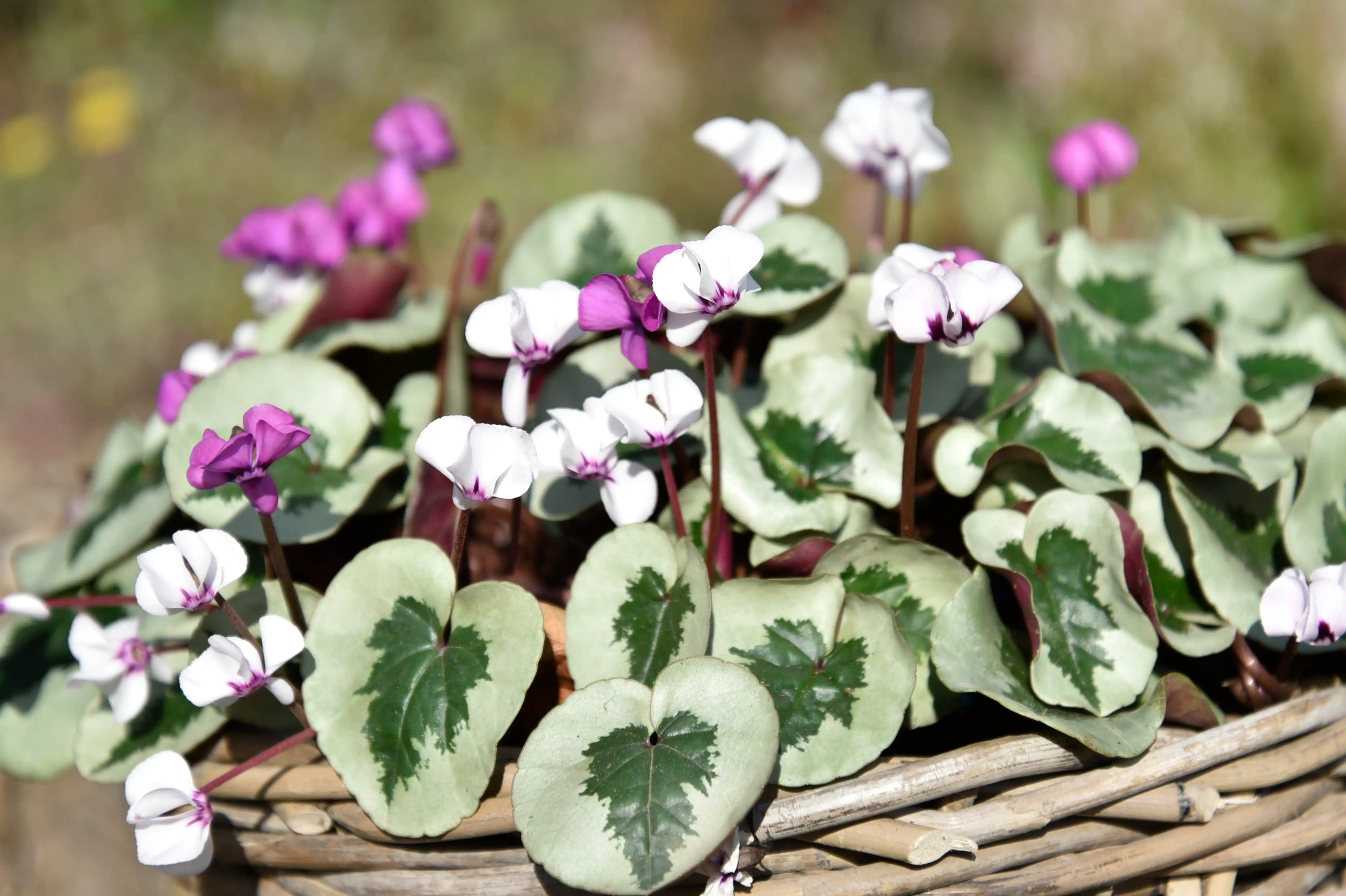 Cyclamen coum ‘Xmas leaf’ – ciclama de iarna cu model argintiu