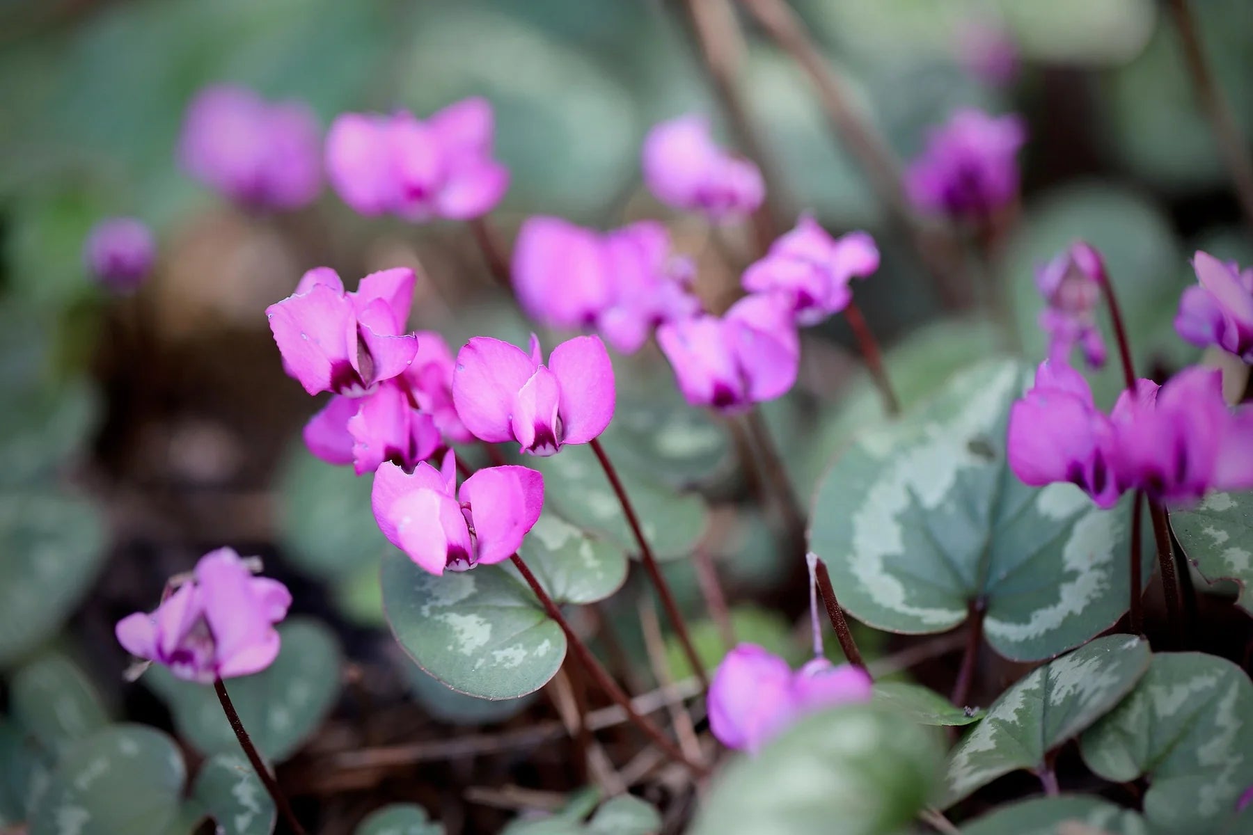 Cyclamen coum ‘ Light rose marbled leaf'
