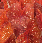 Caladium 'Burning Heart'