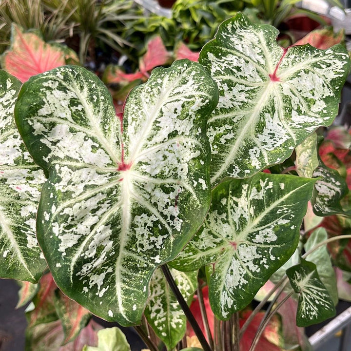 Caladium 'Snow Flurry'