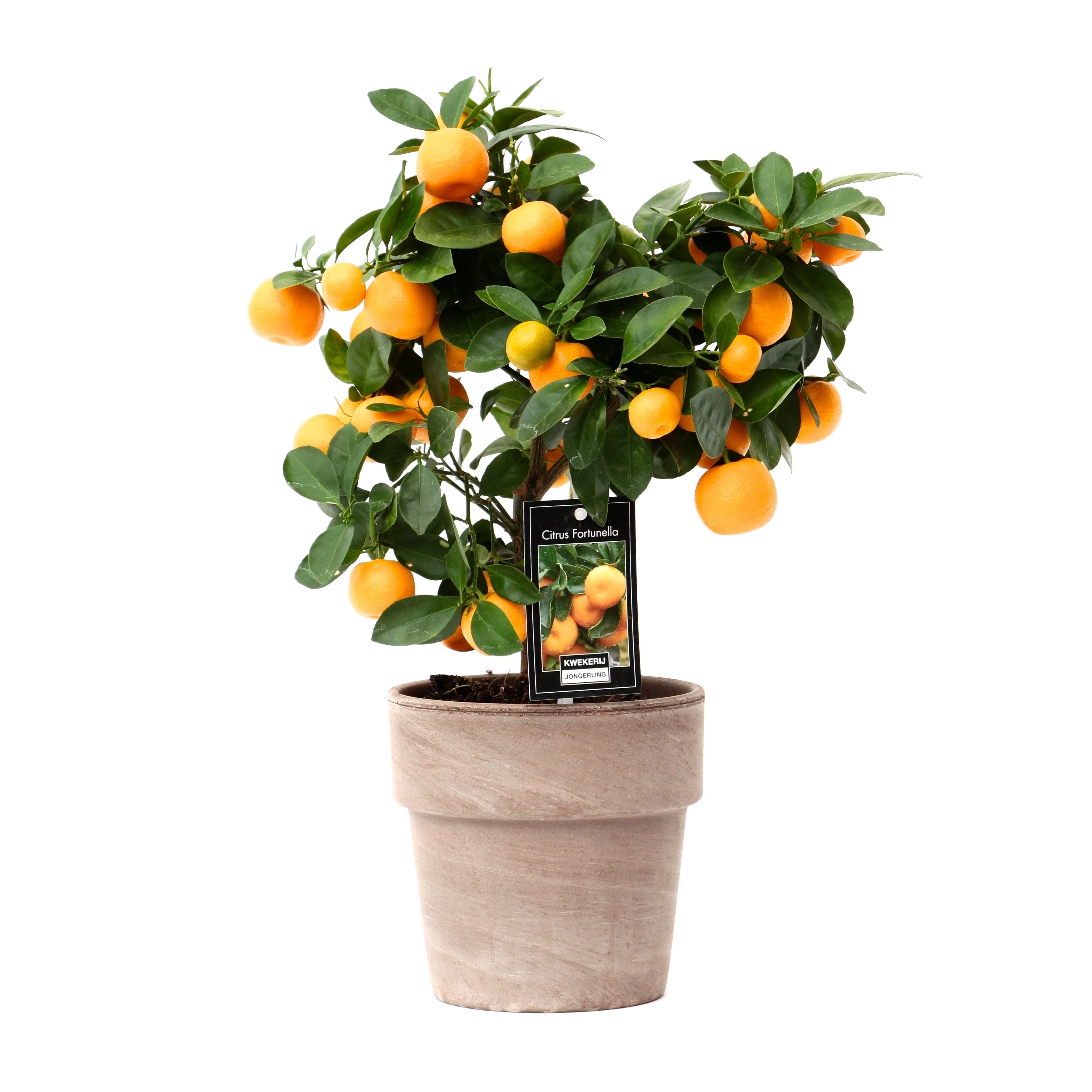 Calamondin pe picior - Mandarin Pitic