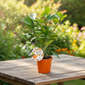 Calamondin Oriana (Citrina) D12