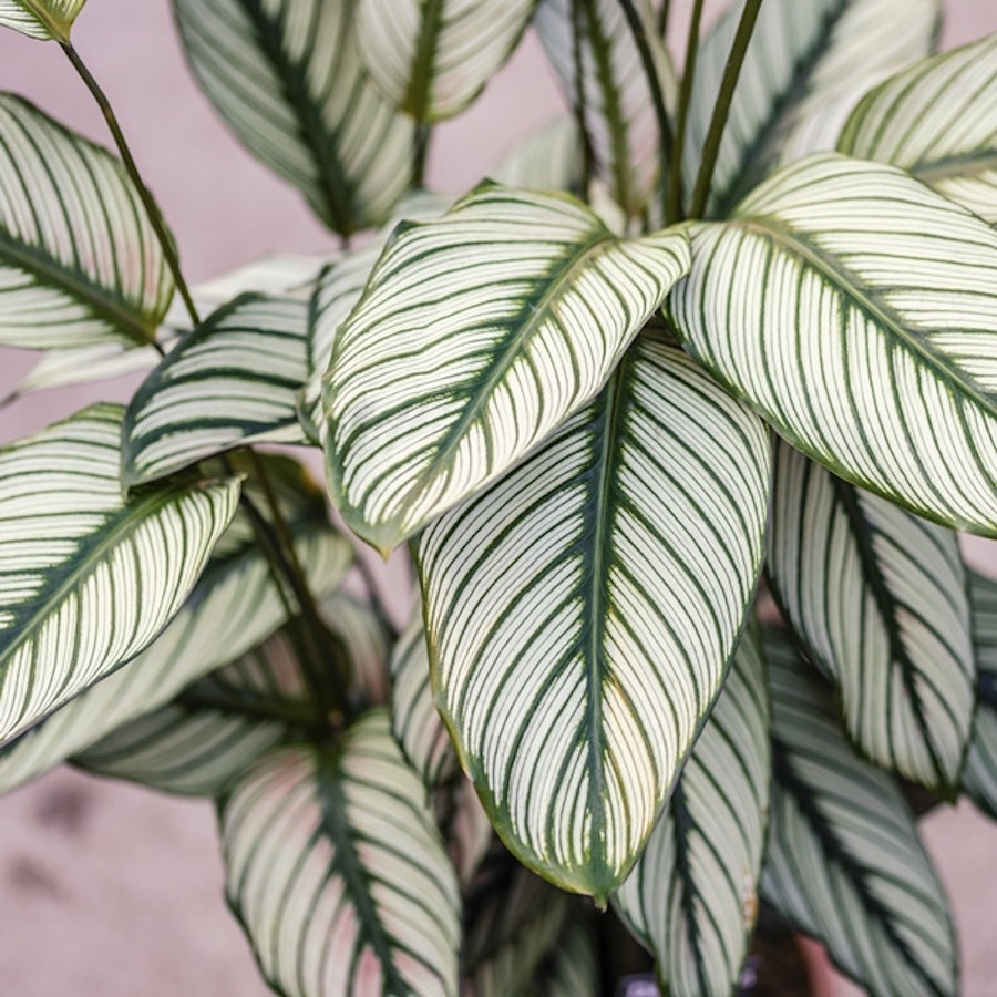 Calathea majestica Whitestar - exemplare XL