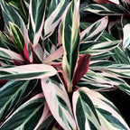 Calathea Triostar (Stromanthe Sanguinea Triostar) D12