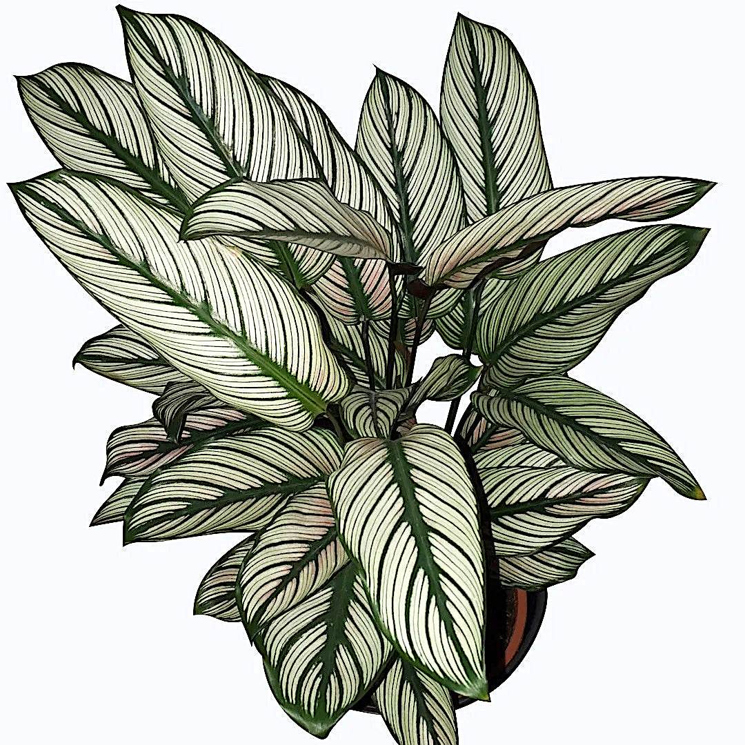 Calathea majestica Whitestar - exemplare XL