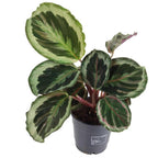 Calathea 'Marion' (planta paun)