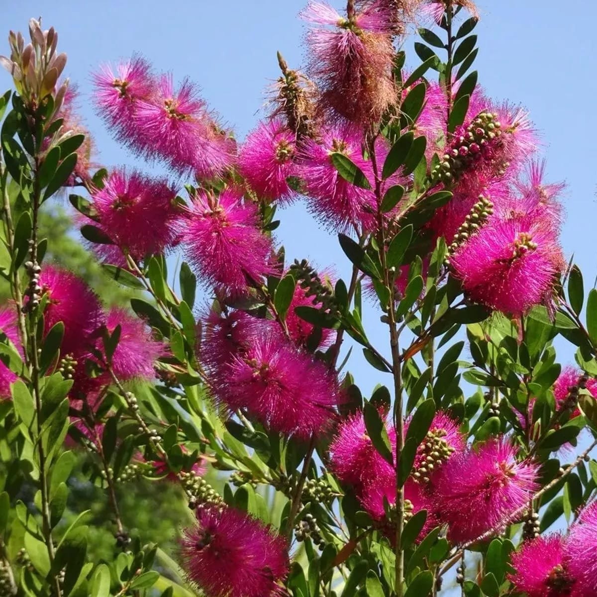 Callistemon laevis 'Red Rocket'