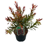 Callistemon citrinus 'Red Rocket'